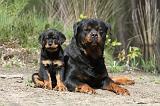 ROTTWEILER 232